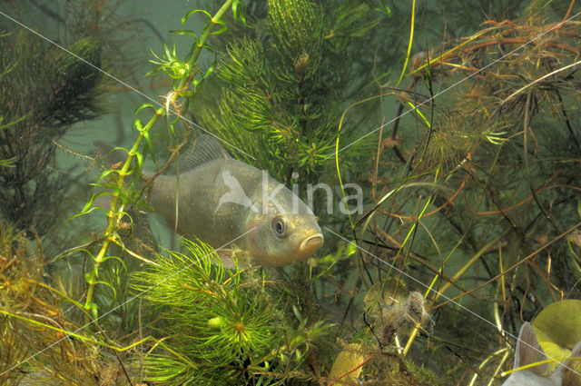 Crucian Carp (Carassius carassius)