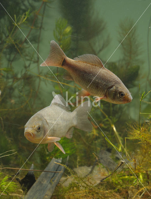 Crucian Carp (Carassius carassius)