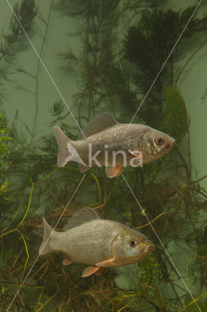 Kroeskarper (Carassius carassius)