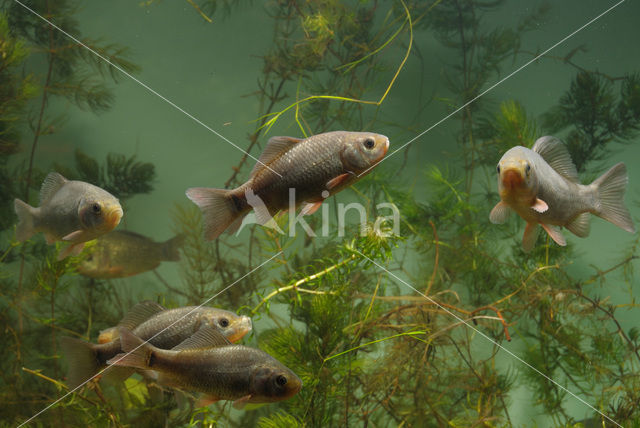 Crucian Carp (Carassius carassius)