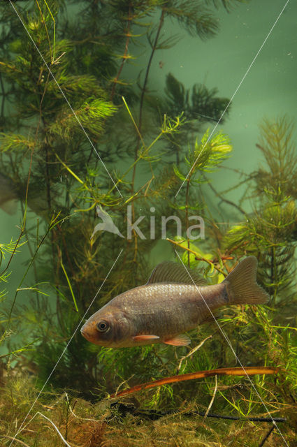 Crucian Carp (Carassius carassius)