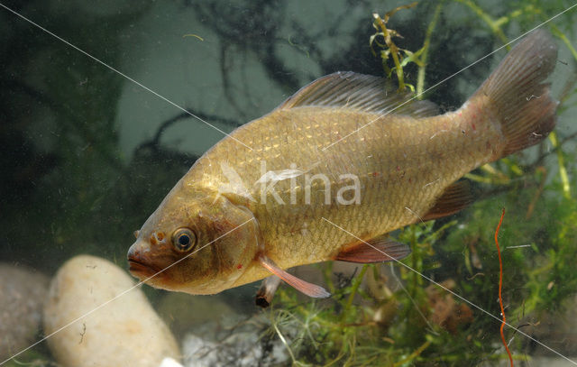 Kroeskarper (Carassius carassius)