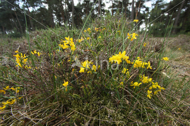 Kruipbrem (Genista pilosa)