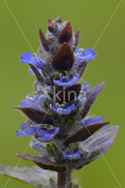 Bugle (Ajuga reptans)