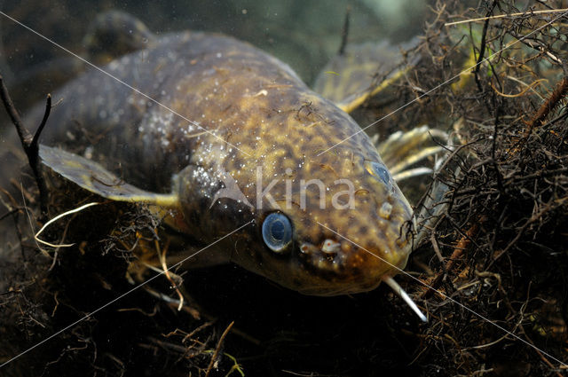 Burbot (Lota lota)