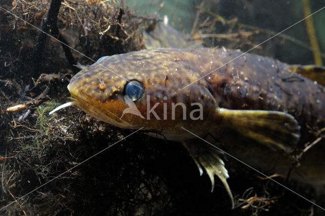 Burbot (Lota lota)