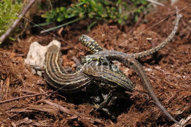 Levendbarende hagedis (Zootoca vivipara)