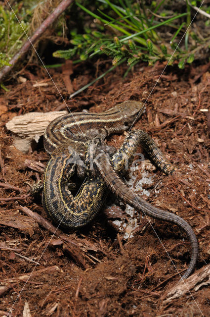 Viviparous Lizard (Zootoca vivipara)