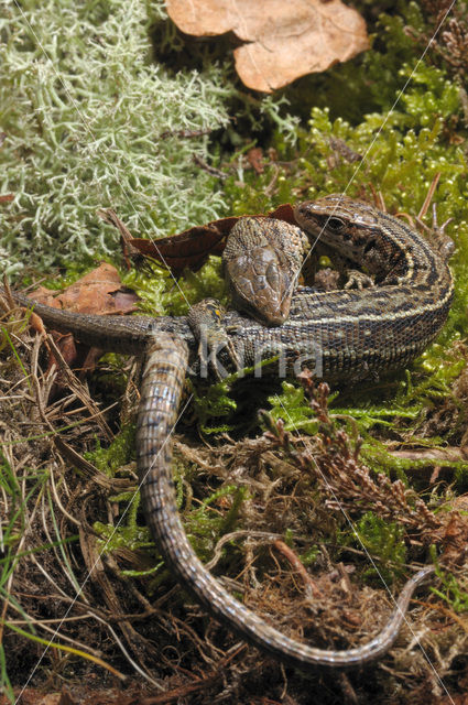 Levendbarende hagedis (Zootoca vivipara)