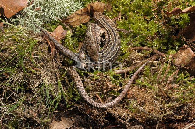 Viviparous Lizard (Zootoca vivipara)