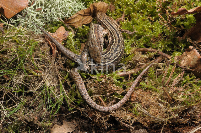 Levendbarende hagedis (Zootoca vivipara)