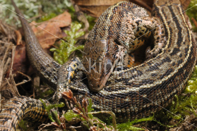 Levendbarende hagedis (Zootoca vivipara)