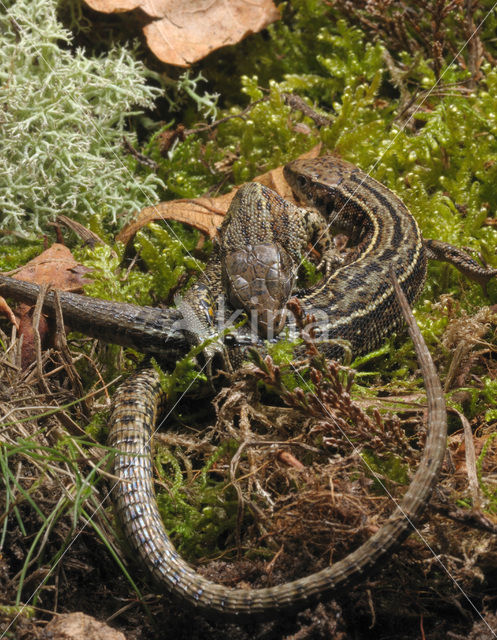 Levendbarende hagedis (Zootoca vivipara)