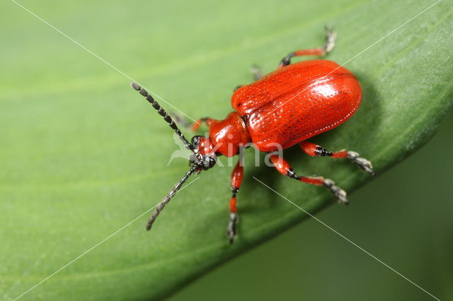 Lilioceris merdigera