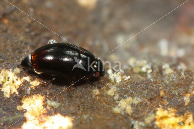 Limnebius aluta