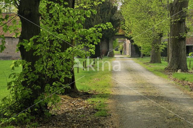 Lime (Tilia)