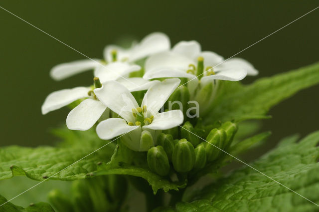 Garlic Mustard