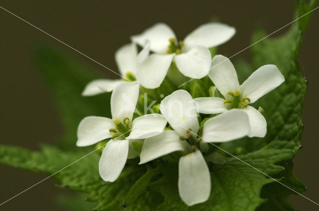 Garlic Mustard