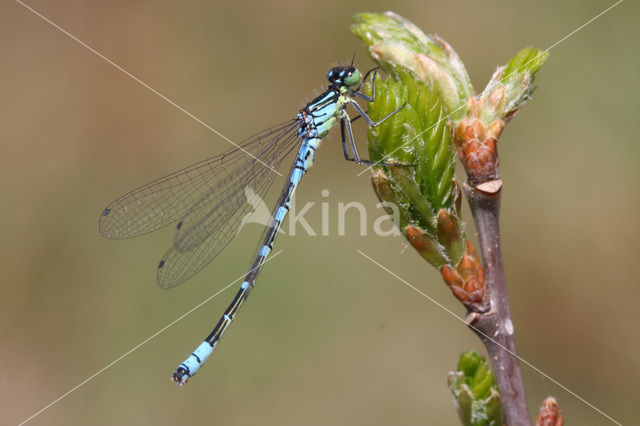 Maanwaterjuffer (Coenagrion lunulatum)