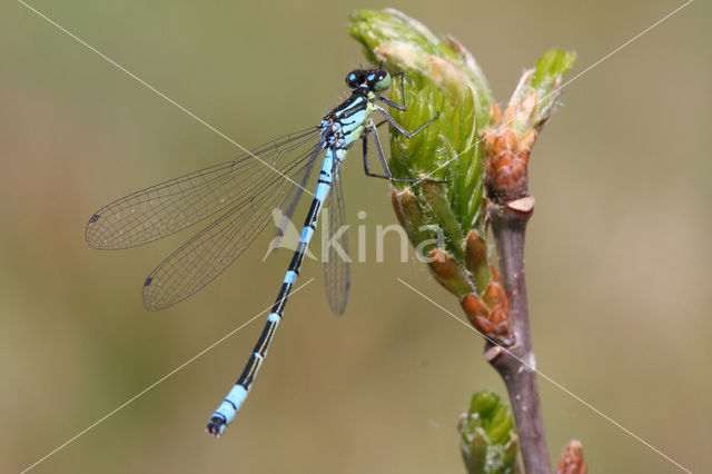 Maanwaterjuffer (Coenagrion lunulatum)