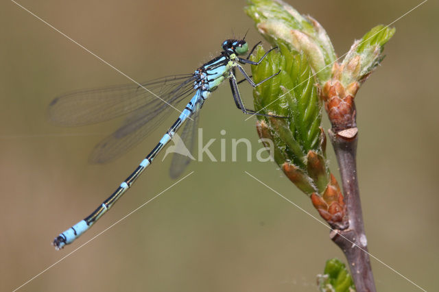 Irish Damselfly (Coenagrion lunulatum)