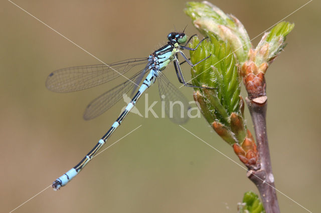 Irish Damselfly (Coenagrion lunulatum)