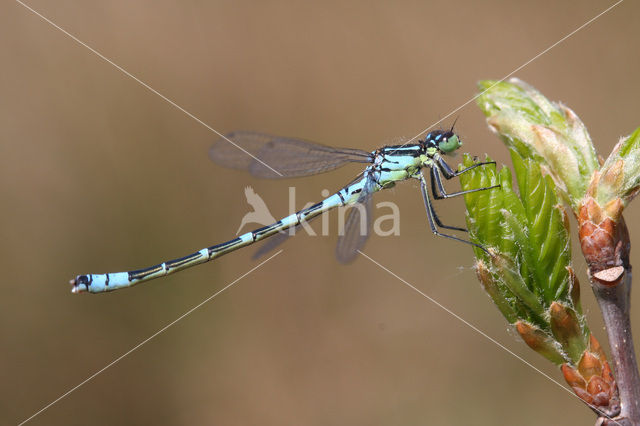 Maanwaterjuffer (Coenagrion lunulatum)