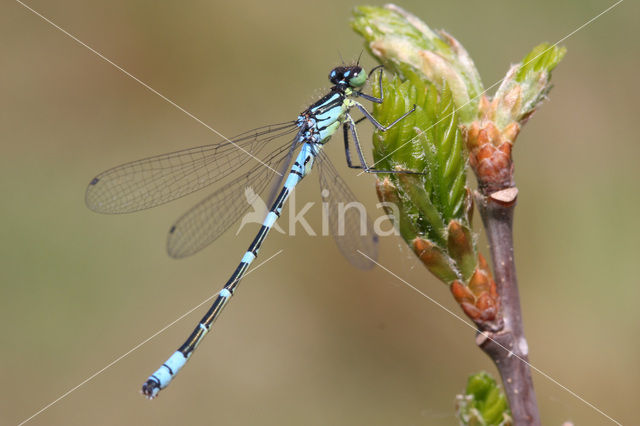 Irish Damselfly (Coenagrion lunulatum)