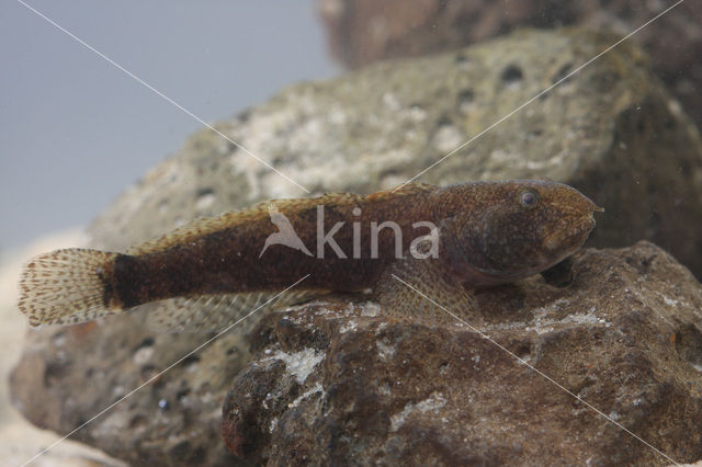 marble goby (Oxyeleotris marmoratus)