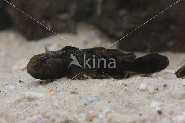 marble goby (Oxyeleotris marmoratus)