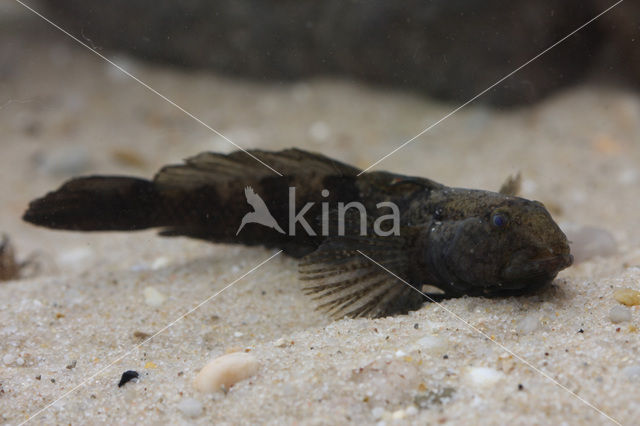 marble goby (Oxyeleotris marmoratus)