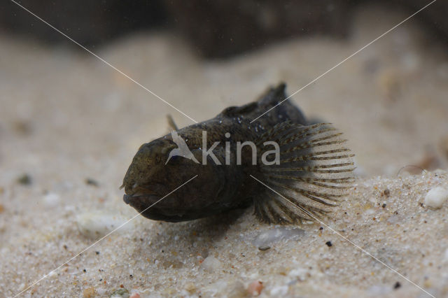 marble goby (Oxyeleotris marmoratus)