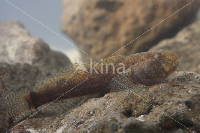 marble goby (Oxyeleotris marmoratus)