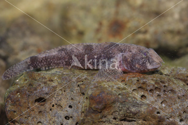 marble goby (Oxyeleotris marmoratus)