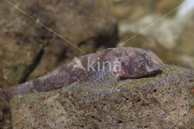 marble goby (Oxyeleotris marmoratus)