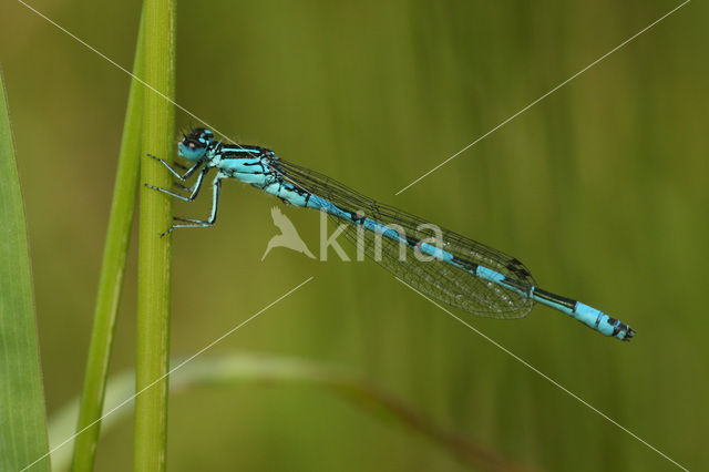 Southern Damselfly (Coenagrion mercuriale)