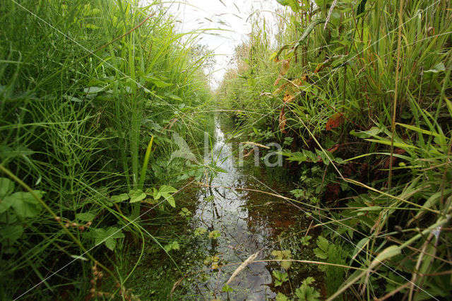 Mercuurwaterjuffer (Coenagrion mercuriale)