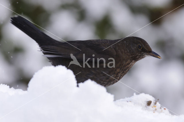 Eurasian Blackbird (Turdus merula)