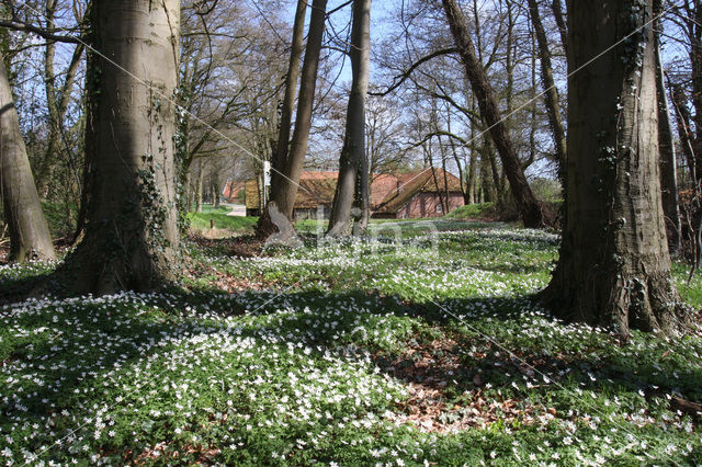 Molen van Frans