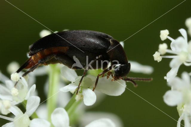 Mordellochroa abdominalis