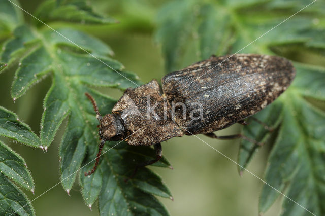 Muisgrijze Kniptor (Agrypnus murinus)