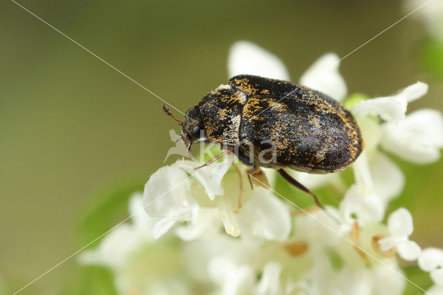 museum beetle (Anthrenus museorum)