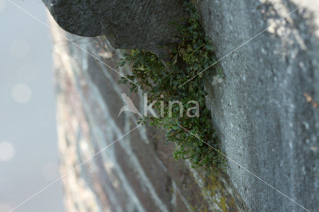 Wall-rue (Asplenium ruta-muraria)