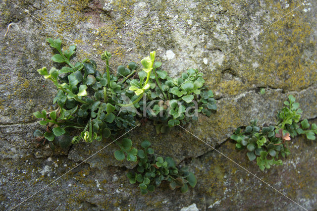 Wall-rue (Asplenium ruta-muraria)