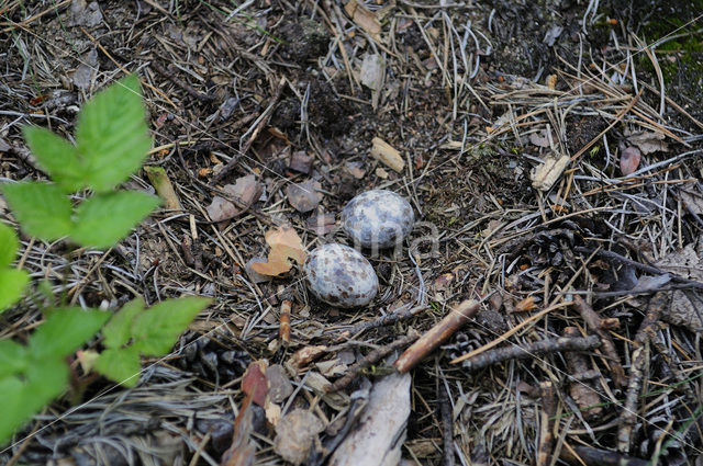 European Nightjar (Caprimulgus europaeus)