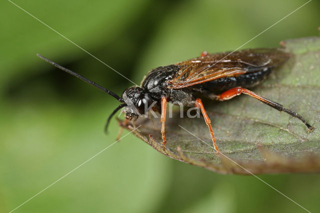 Nematus caeruleocarpus