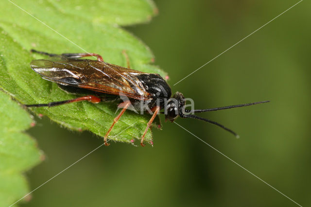 Nematus caeruleocarpus