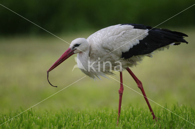 White Stork (Ciconia ciconia)