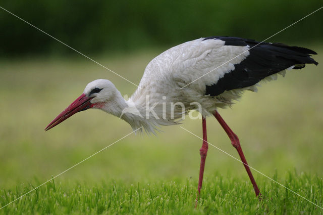 White Stork (Ciconia ciconia)