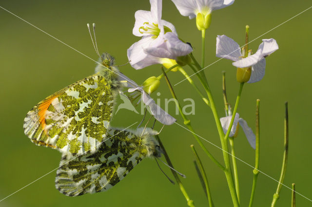 Oranjetipje (Anthocharis cardamines)